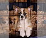 Puppy Masked Male Pembroke Welsh Corgi