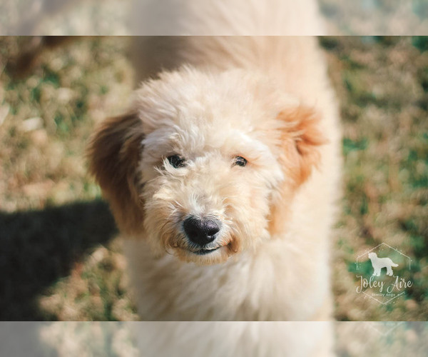Medium Photo #13 Goldendoodle Puppy For Sale in CARLOCK, IL, USA