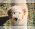 Small Photo #13 Goldendoodle Puppy For Sale in CARLOCK, IL, USA