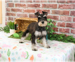 Small #4 Schnauzer (Miniature)