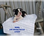 Puppy Bobby Boston Terrier