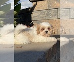Small #1 Shih Tzu