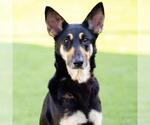 Small German Shepherd Dog Mix