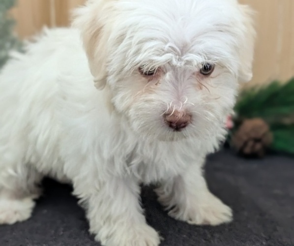 Medium Photo #18 Havanese Puppy For Sale in GOSHEN, IN, USA
