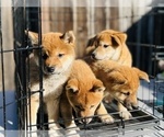 Small Photo #10 Shiba Inu Puppy For Sale in FREMONT, CA, USA