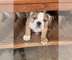 Small Photo #18 Bulldog Puppy For Sale in STEUBENVILLE, OH, USA