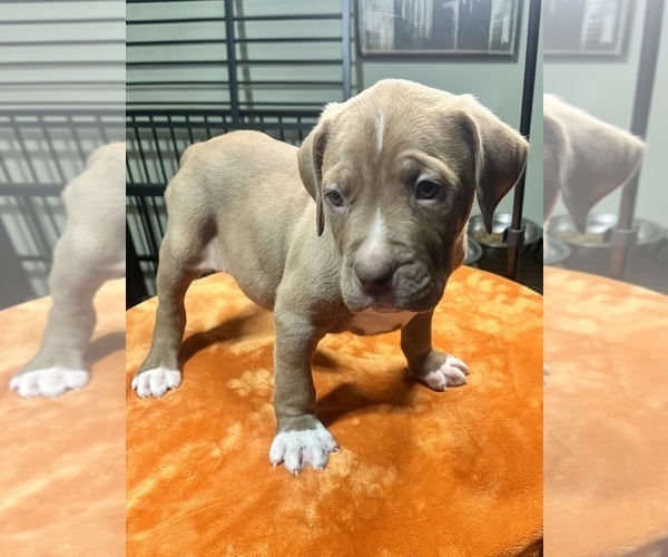 Medium Photo #2 American Bully Puppy For Sale in SNELLVILLE, GA, USA