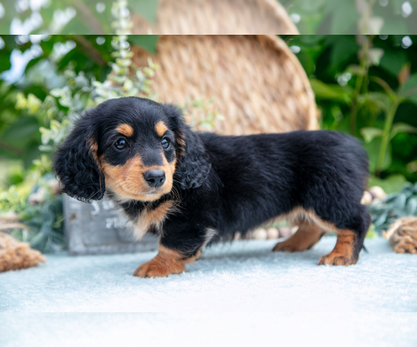 Medium Photo #3 Dachshund Puppy For Sale in ELIZABETHTOWN, PA, USA