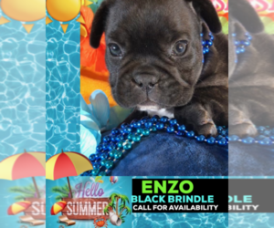 French Bulldog Puppy for sale in HEATHROW, FL, USA