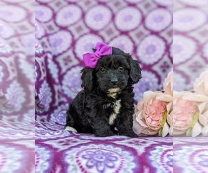 Poodle (Miniature)-YorkiePoo Mix Puppy for sale in LANCASTER, PA, USA