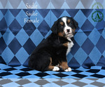 Small Photo #42 Bernese Mountain Dog Puppy For Sale in HARRISONBURG, VA, USA