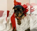 Puppy Puppy 4 Yorkshire Terrier