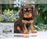 Puppy Harper Cavalier King Charles Spaniel