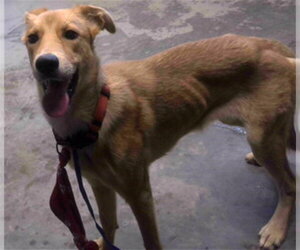 Labrador Retriever Dogs for adoption in Tallahassee, FL, USA