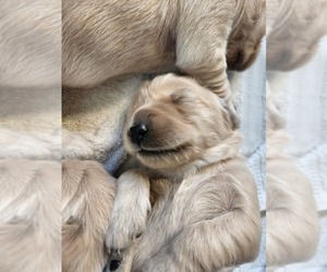 Golden Retriever Puppy for sale in SHELBY TOWNSHIP, MI, USA