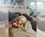 Small #6 American Foxhound-Beagle Mix