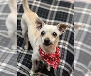 Italian Greyhuahua Dogs for adoption in Phoenix, AZ, USA