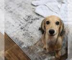 Small Photo #5 Dachshund Puppy For Sale in HAWESVILLE, KY, USA
