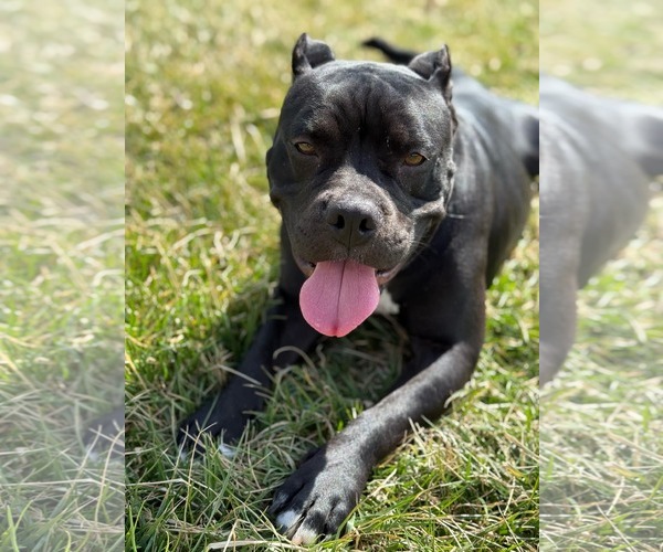 Medium Photo #27 Bulldog-Unknown Mix Puppy For Sale in Germantown, OH, USA