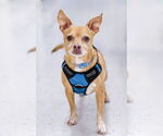 Small Chihuahua Mix