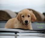 Small Photo #11 Golden Retriever Puppy For Sale in KEMP, TX, USA