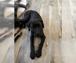 Puppy Gray Rotticorso