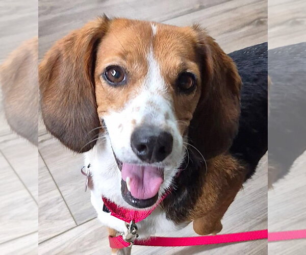 Medium Photo #8 Beagle Puppy For Sale in Dunnellon, FL, USA