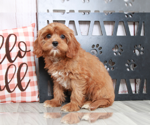 Medium Photo #3 Cavapoo Puppy For Sale in MARIETTA, GA, USA