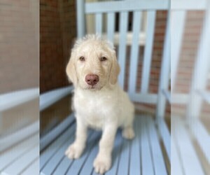 Labradoodle Puppy for sale in THOMASVILLE, GA, USA