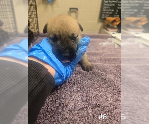 Medium Photo #1 German Shepherd Dog Puppy For Sale in Modesto, CA, USA