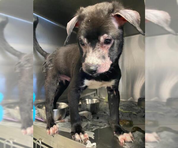 Medium Photo #2 American Staffordshire Terrier-Unknown Mix Puppy For Sale in San Antonio, TX, USA