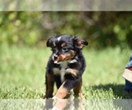 Small Photo #2 Miniature American Shepherd Puppy For Sale in PALM COAST, FL, USA