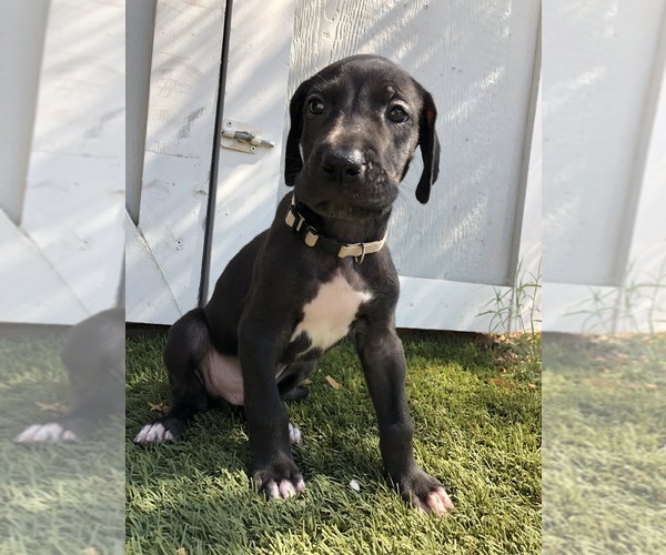 Medium Photo #1 Great Dane Puppy For Sale in LAS VEGAS, NV, USA