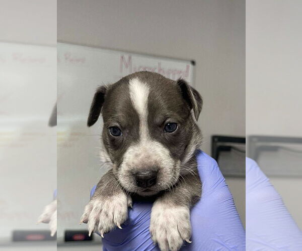Medium Photo #1 Great Dane-Unknown Mix Puppy For Sale in Bolivar, MO, USA