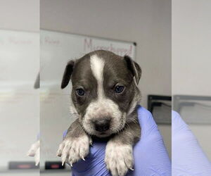 Great Dane-Unknown Mix Dogs for adoption in Bolivar, MO, USA