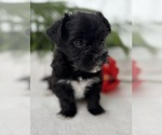 Small #10 Morkie