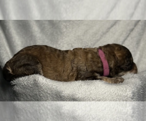 Medium Photo #49 Goldendoodle Puppy For Sale in HOWARD CITY, MI, USA