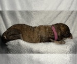 Small #7 Goldendoodle