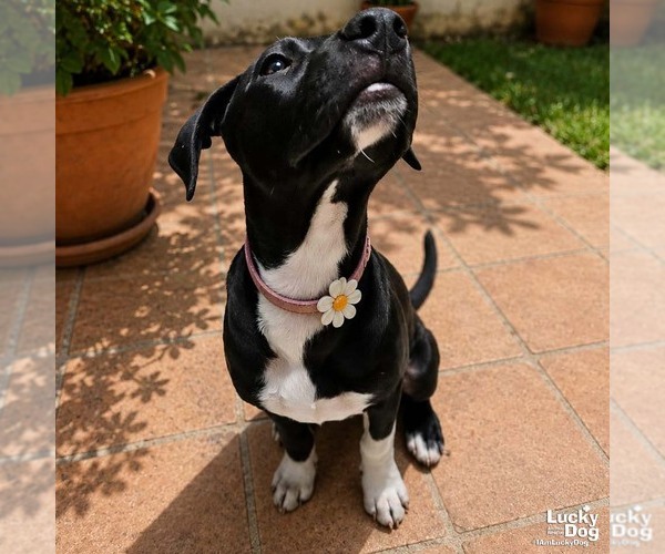 Medium Photo #4 Labrador Retriever-Retriever  Mix Puppy For Sale in Washington, DC, USA