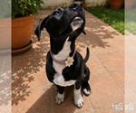 Small #3 Labrador Retriever-Retriever  Mix