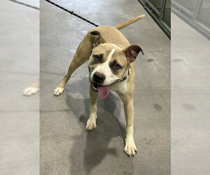 Mutt Dogs for adoption in Forestville, MD, USA