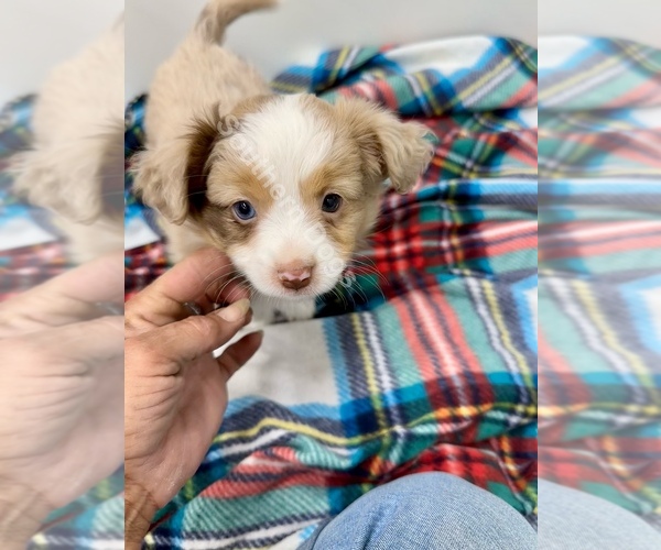 Medium Photo #2 Miniature Australian Shepherd Puppy For Sale in EXETER, MO, USA