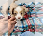 Small #1 Miniature Australian Shepherd