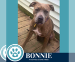 Small #1 American Pit Bull Terrier Mix