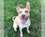 Small #1 Labrador Retriever Mix
