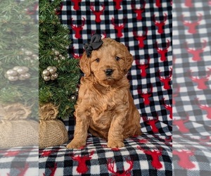 Goldendoodle (Miniature) Puppy for sale in KIRKWOOD, PA, USA
