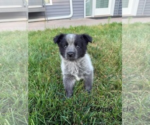 Mutt Dogs for adoption in Duluth, MN, USA