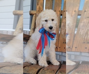 Goldendoodle Puppy for sale in GUYTON, GA, USA
