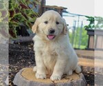 Small Photo #1 English Cream Golden Retriever Puppy For Sale in BEARTOWN, PA, USA