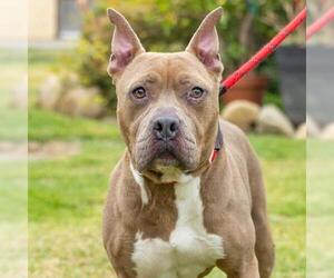Mutt Dogs for adoption in Camarillo, CA, USA